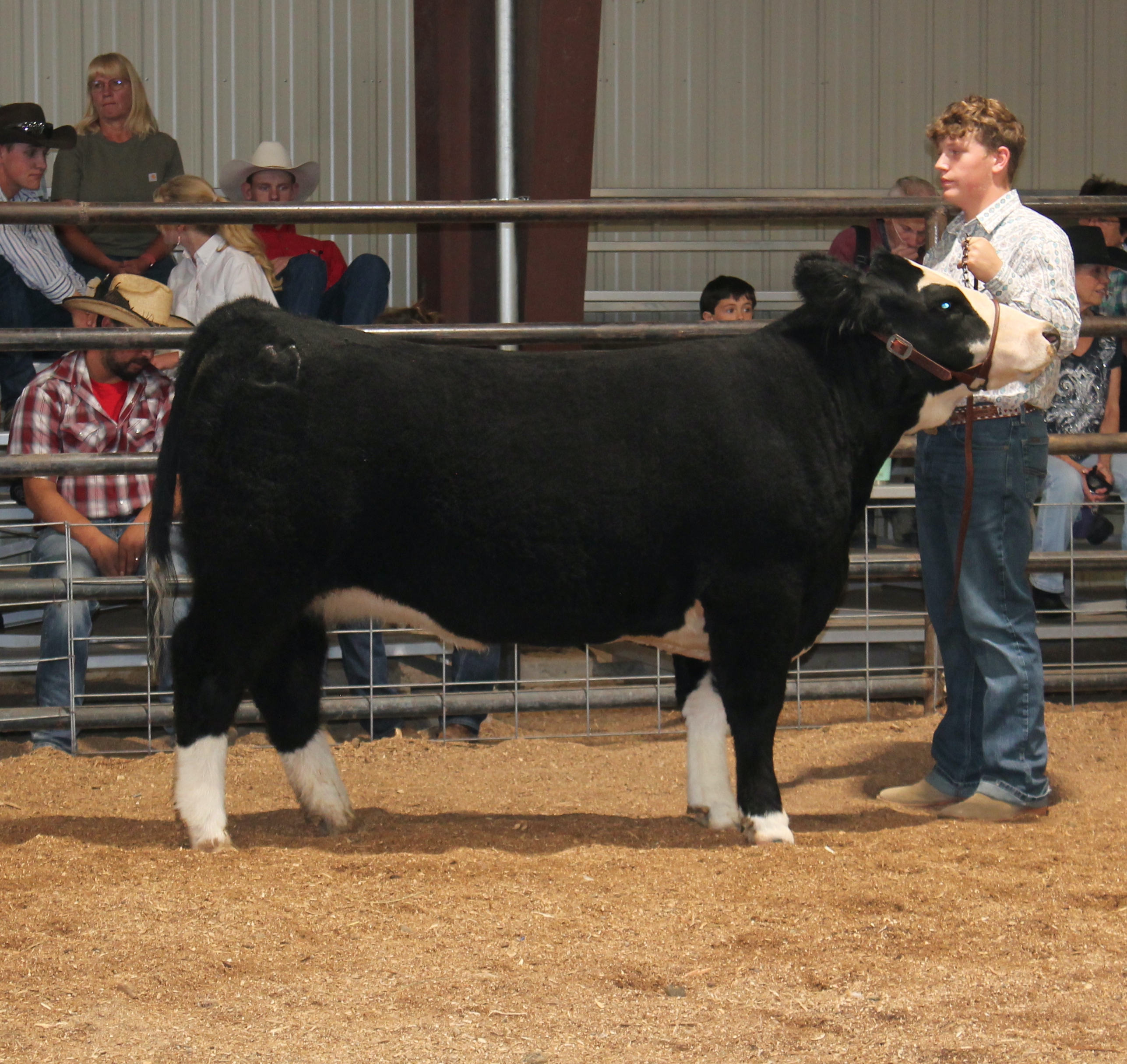 Taos County Fair 2024 Jr Livestock Show-Steer Category-Juan I. Gonzales Agricultural Center-Taos, NM